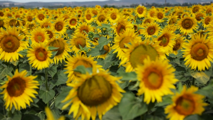 Campo de girasoles