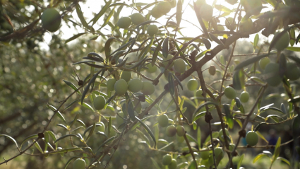 Olivos con  aceitunas