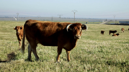 Vacas de raza Limusina