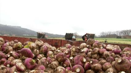 Recolección de nabos para Jarramplas