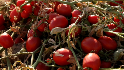 Tomates de industria en campo