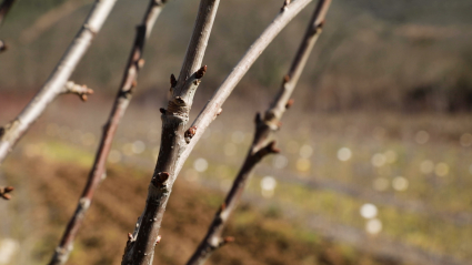 Frutales en un vivero