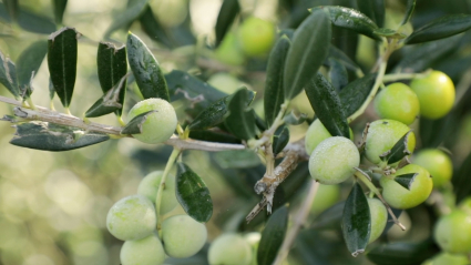 Olivo en un vivero