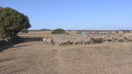 Sequía en el campo