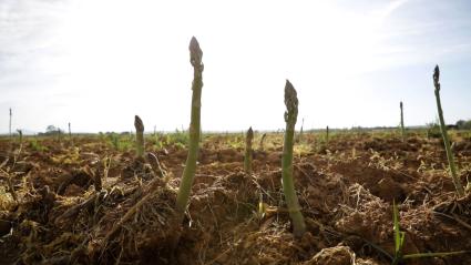 Campo de espárragos verdes