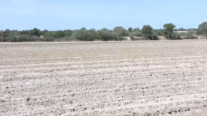 Parcela destinada al cultivo de cáñamo