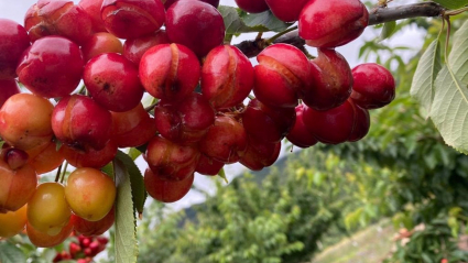 Daños cerezas