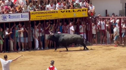 Toro Capuchón en los Sanjuanes de Coria