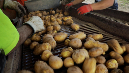 Selección de patatas tras su recolección