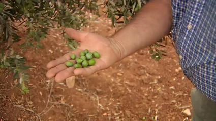 Aceitunas en Tierra de Barros