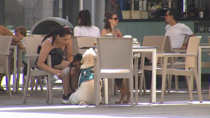 Mascotas y calor