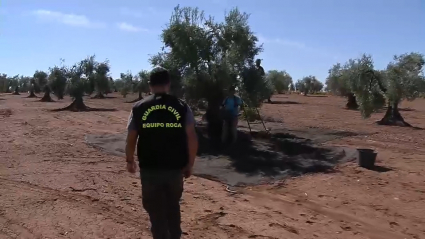 Vigilancia en la campaña de la aceituna