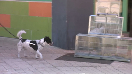 Perro paseando por una calle