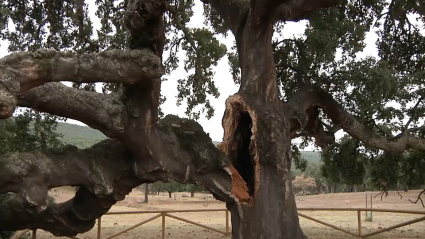 Árbol singular de Mirabel