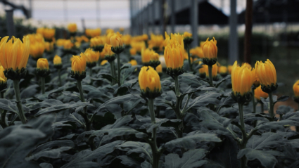 Flores en un invernadero