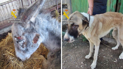 Supuesto caso de maltrato animal