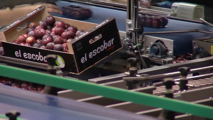 Caja de frutas en la central hortofrutícola