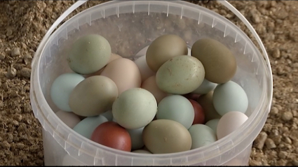 los huevos de colores de casareño