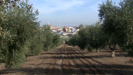 Campaña del aceite de oliva