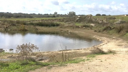 Denuncian envenenamiento de perros en Casar de Cáceres