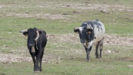 Pésimo, Semental, Ganadería José Luis Cochicho, Alcalate, Vilaviçosa, Portugal, Toro Bravo, Tierra de Toros, Canal Extremadura