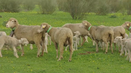 Cordero de Extremadura