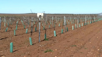 Cultivo de regadío en Almendralejo