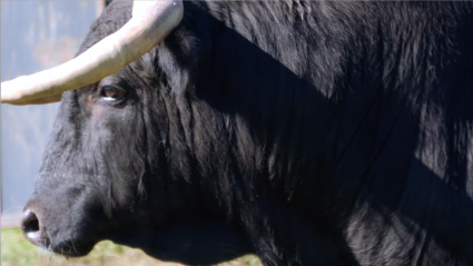 Toros, Juan Pedro Domecq, Lo Alvaro, Ganadería Brava, Almendralejo, Tierra de Toros, Juan bazaga, Canal Extremadura