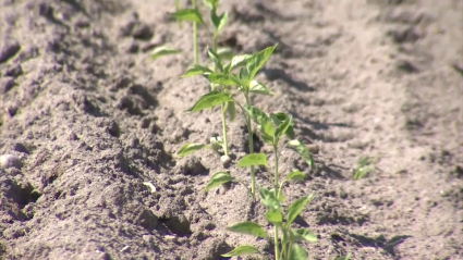 Cultivo del tabaco en el norte de Cáceres