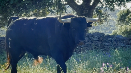 Toro bravo, Dehesa Primavera, Ganadería de lidia, Extremadura, Tierra de Toros, Canal Extremadura, Juan Bazaga
