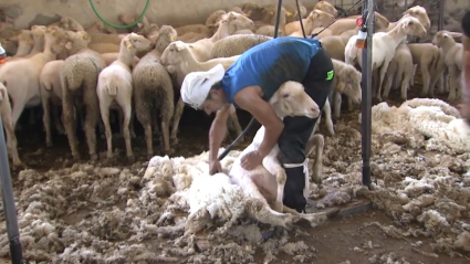 Esquiladores uruguayos