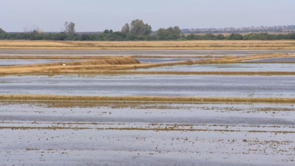 Campaña del arroz en Extremadura