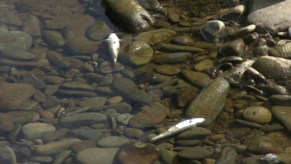 Peces muertos en Las Hurdes