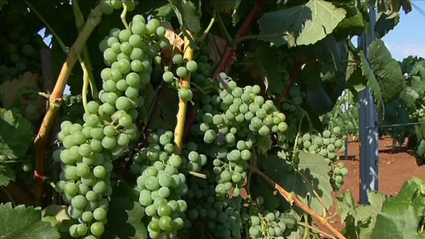 uva para cava en tierra de barros