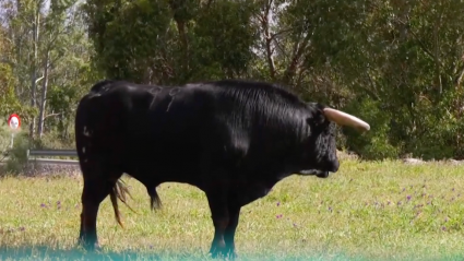 Nudista, Juan Pedro Domecq, Ganadería Brava, Toro de Lidia, Indulto Almendralejo, Emilio de Justo, Juan Bazaga, Tierra de Toros, Canal Extremadura