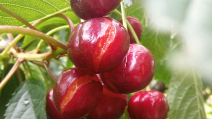 Cerezas dañadas