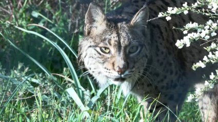 Lince ibérico