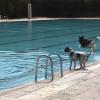 Mascotas a punto de lanzarse a la piscina