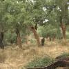 Sector del corcho en Extremadura