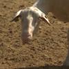 Lengua azul en Extremadura