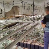 Operación contra el tráfico de drogas