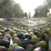 Avanza la campaña de la aceituna de almazara