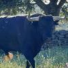 Premio Nacional de Tauromaquia