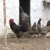 Así es  es la gallina extremeña azul, una raza autóctona que está en peligro de extinción