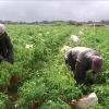 Arranca la negociación del convenio del campo