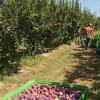 España pide a Bruselas cerca de 400 millones para programas de productores de frutas y hortalizas en comunidades como Extremadura