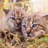 Linces nacidos en cautividad