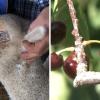 Ayudas para el campo