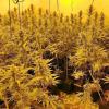 Detenidas tres personas por cultivo de medio millar de plantas de marihuana en una vivienda en Castuera