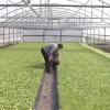 La subida en el precio que se paga al agricultor lo convierte en un cultivo más atractivo